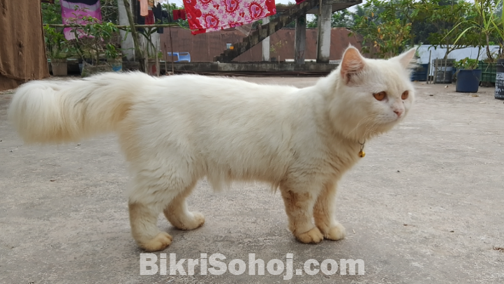 Persian Male Cat